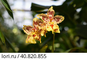 Two yellow spotted orchids cattleya. Стоковое фото, фотограф Татьяна Терехина / Фотобанк Лори