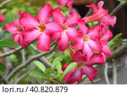 Many flowers of Adenium obesum close up. Стоковое фото, фотограф Татьяна Терехина / Фотобанк Лори