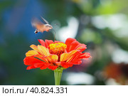 A hummingbird moth hawk collects pollen from a bright red Cinnia flower. Macroglossum stellatarum hovering over a flower in the garden. Стоковое фото, фотограф Воловодов Владимир / Фотобанк Лори