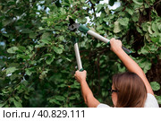 The gardener's hands are cut off with special pruning shears, fruit trees in the garden. Plant care, tree pruning. Стоковое фото, фотограф Photojuli / Фотобанк Лори