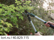 The gardener's hands are cut off with special pruning shears, fruit trees in the garden. Plant care, tree pruning. Стоковое фото, фотограф Photojuli / Фотобанк Лори