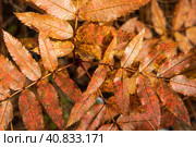 Top view of colorful autumn leaves of wild rowan. A branch of rowan with yellow-red leaves close-up. Fall season. Shallow depth of field and blurry background. Beautiful natural background for design. Стоковое фото, фотограф Андрей Степанов / Фотобанк Лори