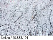 Snow and rime ice on the branches of bushes. Beautiful winter background with trees covered with hoarfrost. Plants in the park are covered with hoar frost. Cold snowy weather. Cool frosting texture. Стоковое фото, фотограф Андрей Степанов / Фотобанк Лори