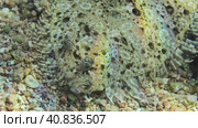 Portrait of Leopard flounder or Panther flounder (Bothus pantherinus) lies on sandy bottom on bright sunlight, Red sea, Egypt. Стоковое фото, фотограф Некрасов Андрей / Фотобанк Лори