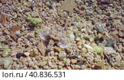 Common Seamoth, Little Dragonfish or Short Dragonfish (Eurypegasus draconis) walking on sandy rocky bottom on sunny day in sunbeams, top view, Red sea, Egypt. Стоковое фото, фотограф Некрасов Андрей / Фотобанк Лори