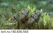 Close up portrait of pair of Slender Lizardfish or Gracile lizardfish (Saurida gracilis) lie on green seagrass meadow in evening with sunset in sun rays, Red sea, Egypt. Стоковое фото, фотограф Некрасов Андрей / Фотобанк Лори