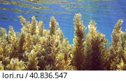 Close up of Seaweed Brown Sargassum in shallow water on blue water background in bright sunny day on sunbeams, Backlighting (Contre-jour) Red sea, Egypt. Стоковое фото, фотограф Некрасов Андрей / Фотобанк Лори