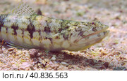 Portrait of Slender Lizardfish or Gracile lizardfish (Saurida gracilis) on sandy bottom on sunny day in sun glare, Red sea, Egypt. Стоковое фото, фотограф Некрасов Андрей / Фотобанк Лори