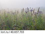 Wildflowers on a foggy morning. Blooming plume thistles (Cirsium). A meadow overgrown with grass and thistle. Morning fog. Summer nature in the countryside. Soft focus. Close-up. Natural background. Стоковое фото, фотограф Андрей Степанов / Фотобанк Лори