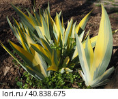 Close up of yellow-green striped leaves. Irises in the garden. Genus of perennial rhizome plants of the Iris family. Yellow green long striped leaves. Floral background. Gardening. Стоковое фото, фотограф Юлия Петровская / Фотобанк Лори