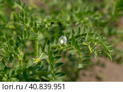 Chickpeas in garden with leaves. Chickpeas plant growing. Стоковое фото, фотограф Ольга Сейфутдинова / Фотобанк Лори