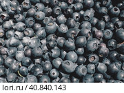 Blueberry, or Blueberry ordinary, or Blueberry myrrheal Vaccinium myrtillus, stunted shrub, family Heather. Fresh juicy first-class forest berries. Lots of blueberries, top view. Стоковое фото, фотограф Юлия Петровская / Фотобанк Лори