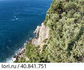 На скалах над морем заросли крымской сосны, можжевельника. Крымский пейзаж. Южный берег Крыма. (2019 год). Стоковое фото, фотограф Сергей Елизарьев / Фотобанк Лори