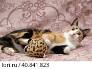 Playful three-color female cat with yellow eyes. Стоковое фото, фотограф Анна Кривицкая / Фотобанк Лори