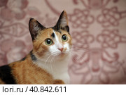 Playful three-color female cat with yellow eyes. Стоковое фото, фотограф Анна Кривицкая / Фотобанк Лори