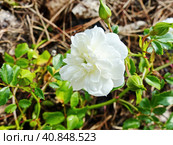 Нежные белые цветы розы почвопокровной Вайт Фейри (Rosa White Fairy). Цветение продолжается практически без перерыва с начала лета до поздней осени. Стоковое фото, фотограф Сергей Елизарьев / Фотобанк Лори