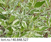 Дерен белый Элегантиссима (Cornus alba Elegantissima). Крона имеет раскидистую куполообразную форму. Она способна разрастаться в целые «острова». Стоковое фото, фотограф Сергей Елизарьев / Фотобанк Лори