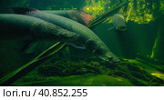 Largest river fish. Arapaima gigas in a freshwater aquarium. Vacation, holiday. Leisure activity. Fi. Стоковое видео, видеограф Ольга Сухарева / Фотобанк Лори