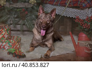 Brown dog, half-breed husky. Стоковое фото, фотограф Анна Кривицкая / Фотобанк Лори