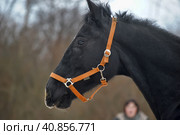 Head of a black horse in a bridle in winter portrait. Стоковое фото, фотограф Анна Кривицкая / Фотобанк Лори