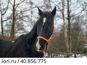 Head of a black horse in a bridle in winter portrait. Стоковое фото, фотограф Анна Кривицкая / Фотобанк Лори