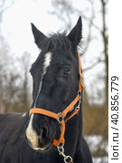 Head of a black horse in a bridle in winter portrait. Стоковое фото, фотограф Анна Кривицкая / Фотобанк Лори