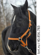 Head of a black horse in a bridle in winter portrait. Стоковое фото, фотограф Анна Кривицкая / Фотобанк Лори