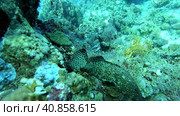 Honeycomb grouper or Epinephelus merra at the bottom of the Red sea in Egypt. Стоковое видео, видеограф VittoriaChe / Фотобанк Лори