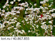 Saxifraga granulata is an ornamental herbaceous plant used for landscaping gardens. Стоковое фото, фотограф Володина Ольга / Фотобанк Лори