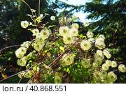 Clematis, travellers joy, virgins bower, old mans beard, leather flower, vase vine. A Polish variety. Stamens are composed of yellow anthers set on lime-coloured filaments and pistils are light-yellow. Стоковое фото, фотограф Юлия Петровская / Фотобанк Лори