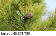 Хвоя и шишка сибирского кедра (Pinus sibirica), Ямало-Ненецкий автономный округ. Стоковое видео, видеограф Григорий Писоцкий / Фотобанк Лори