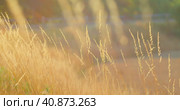 Dry grass in the field sways at sunset. Ears in a wild lawn in the park. Nature landscape concept. S. Стоковое видео, видеограф Ольга Сухарева / Фотобанк Лори