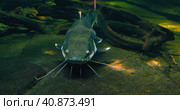 Redtail catfish. Phractocephalus hemioliopterus is a pimelodid long-whiskered catfish, freshwater an. Стоковое видео, видеограф Ольга Сухарева / Фотобанк Лори