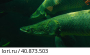 Arapaima gigas or pirarucu fish swimming in pond. It carnivore native to the basin of the Amazon Riv. Стоковое видео, видеограф Ольга Сухарева / Фотобанк Лори