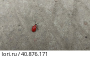 Bright red beetle Lilioceris lilii crawls on the asphalt and flies away. lily rattle, a beautiful insect. Стоковое фото, фотограф Ирина Самойлова / Фотобанк Лори