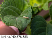 Diamond-back moth (Plutella xylostella). Migratory insect in the family Plutellidae, known as a pest of vegetable crops including cabbage. Стоковое фото, фотограф Ольга Сейфутдинова / Фотобанк Лори