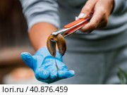 Close-up of the Spanish slug Arion lusitanicus in the hand of a gardener. Large slimy brown snails crawl around the garden. The invasion damages the leaves and crops. Collection of invasive species. (2023 год). Стоковое фото, фотограф Photojuli / Фотобанк Лори