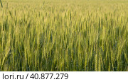 Two-rowed barley or Hordeum distichon growing in the field. Стоковое фото, фотограф VittoriaChe / Фотобанк Лори