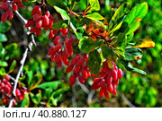 Красные спелые ягоды барбариса восточного (Berberis orientalis) крупным планом. Стоковое фото, фотограф Владимир Шарый / Фотобанк Лори