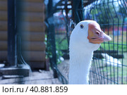 Гусь. Стоковое фото, фотограф Ирина Черемшанова / Фотобанк Лори