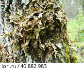 Moss and lichens on the bark of a tree in a spruce taiga forest. Karelia, Orzega. Lobaria Lobaria is a genus of lichenized ascomycetes belonging to the Lobariaceae family. Thallus foliose. Стоковое фото, фотограф Юлия Петровская / Фотобанк Лори