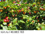 Prunus cerasifera is a species of plum known by the common names cherry plum and myrobalan plum. ornamental tree for garden and landscaping. Yellow and red plum fruits on the branches. Стоковое фото, фотограф Юлия Петровская / Фотобанк Лори