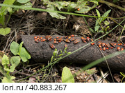 Красные клопы-солдатики на стволе дерева (лат. Pyrrhocoris apterus) Стоковое фото, фотограф Елена Орлова / Фотобанк Лори