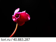 Cyclamen, or Alpine violet, is a genus of plants in the subfamily Myrsinoideae of the family Primulaceae. Pink cyclamen on a black background. Copy space. Postcard, invitation or congratulation. Стоковое фото, фотограф Юлия Петровская / Фотобанк Лори