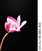 Cyclamen, or Alpine violet, is a genus of plants in the subfamily Myrsinoideae of the family Primulaceae. Pink cyclamen on a black background. Copy space. Postcard, invitation or congratulation. Стоковое фото, фотограф Юлия Петровская / Фотобанк Лори
