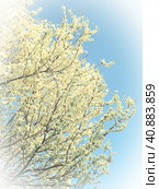 Blossoming of cherries, sweet cherries and bird cherry. Numerous beautiful fragrant white flowers on the tree. Spring flowers are collected in drooping brushes. Blurred foggy focus. White vignetting. Стоковое фото, фотограф Юлия Петровская / Фотобанк Лори