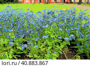 Forget-me-nots. Myosotis flowering blue plants in the family Boraginaceae. Forget-me-nots or scorpion grasses. Myosotis alpestris small flowers for decorating lawns and flower beds. Garden landscaping. Стоковая иллюстрация, иллюстратор Юлия Петровская / Фотобанк Лори