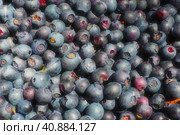 Blueberry, or Blueberry ordinary, or Blueberry myrrheal Vaccinium myrtillus, stunted shrub, family Heather. Fresh juicy first-class forest berries. Lots of blueberries, top view. Стоковое фото, фотограф Юлия Петровская / Фотобанк Лори