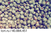 Blueberry, or Blueberry ordinary, or Blueberry myrrheal Vaccinium myrtillus, stunted shrub, family Heather. Fresh juicy first-class forest berries. Lots of blueberries, top view. Стоковое фото, фотограф Юлия Петровская / Фотобанк Лори