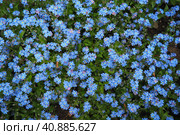 Forget-me-nots. Myosotis flowering blue plants in the family Boraginaceae. Forget-me-nots or scorpion grasses. Myosotis alpestris small flowers for decorating lawns and flower beds. Garden landscaping. Стоковое фото, фотограф Юлия Петровская / Фотобанк Лори